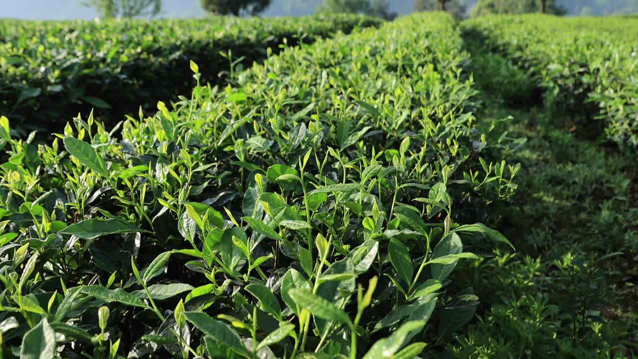 春天山上的绿茶树视频下载