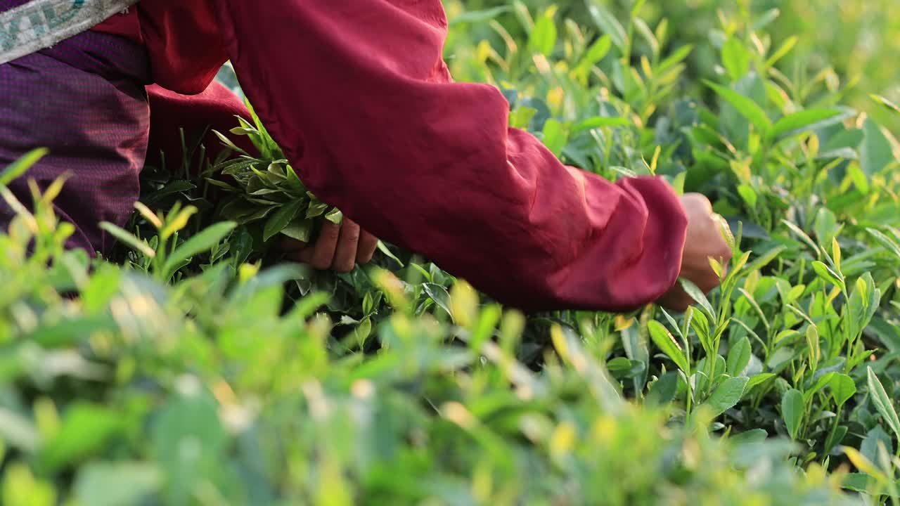 人们在山间春茶场采摘绿茶，慢镜头视频素材