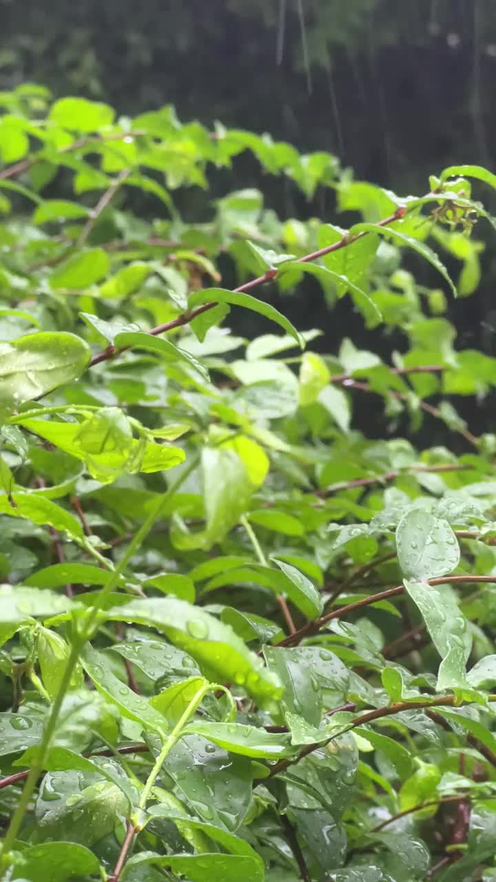 雨天，雨滴落在树叶上视频下载