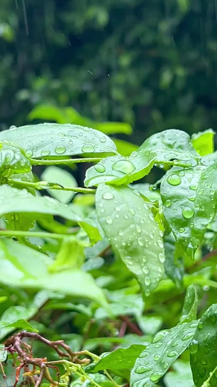 雨天，雨滴落在树叶上视频下载