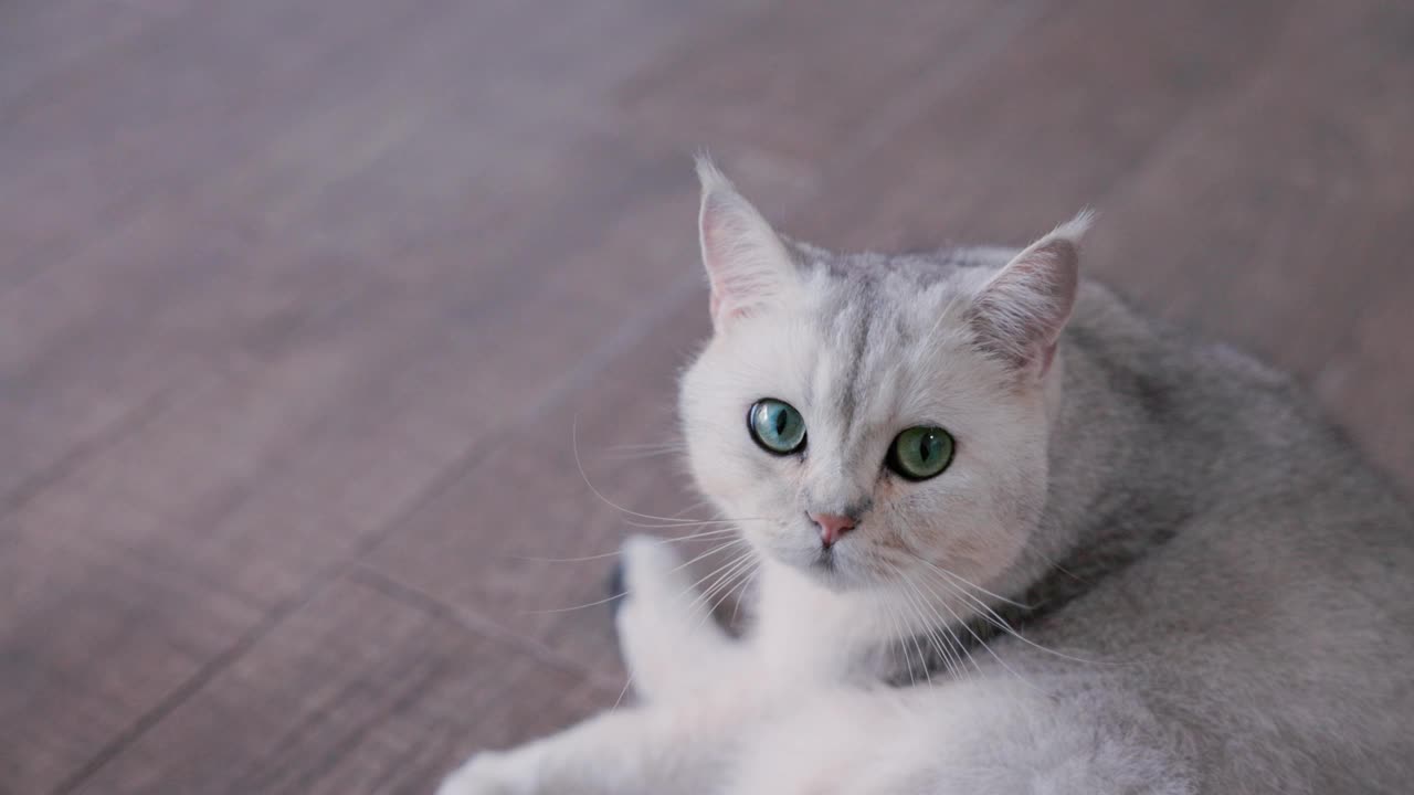 慢镜头镜头，英国短毛猫坐在沙发上，看着镜头。可爱的小猫宠物，皮毛柔软，灰白色。VDO 4 k。视频下载