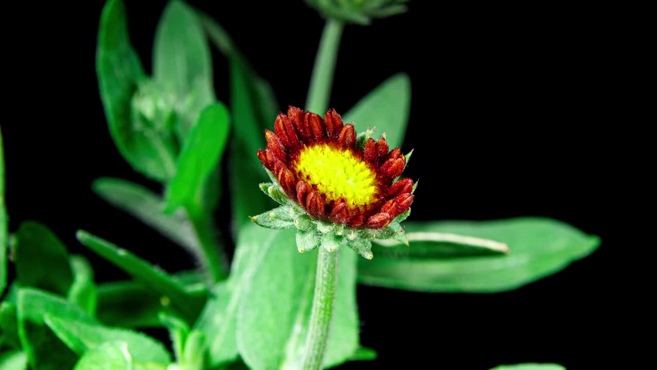 黑色背景上的红花盖拉迪亚开花，美丽的毯花植物开花特写镜头视频素材