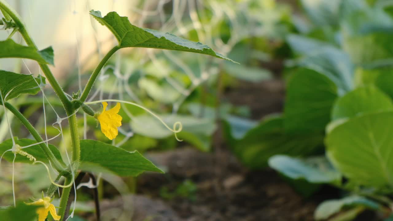 农业。在地里种植环保型西红柿。视频素材