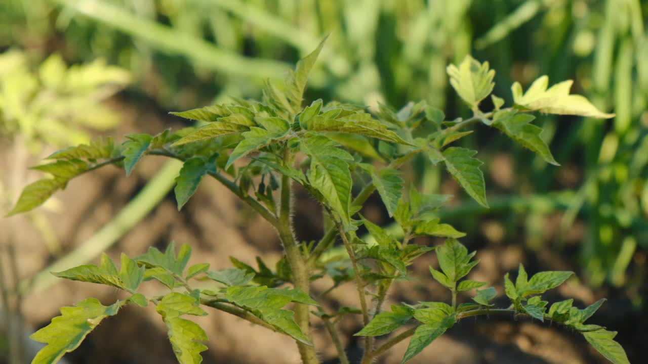 农业。在地里种植环保型西红柿。视频素材