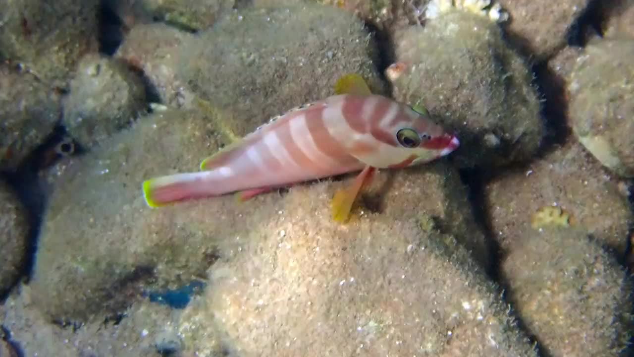 红海浅水区的黑鳍条纹石斑鱼视频素材