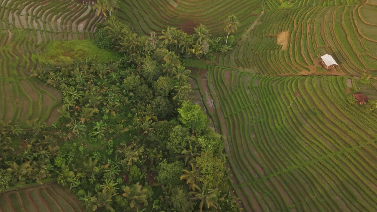 鸟瞰印尼Belimbing的稻田、棕榈树和山丘。视频素材