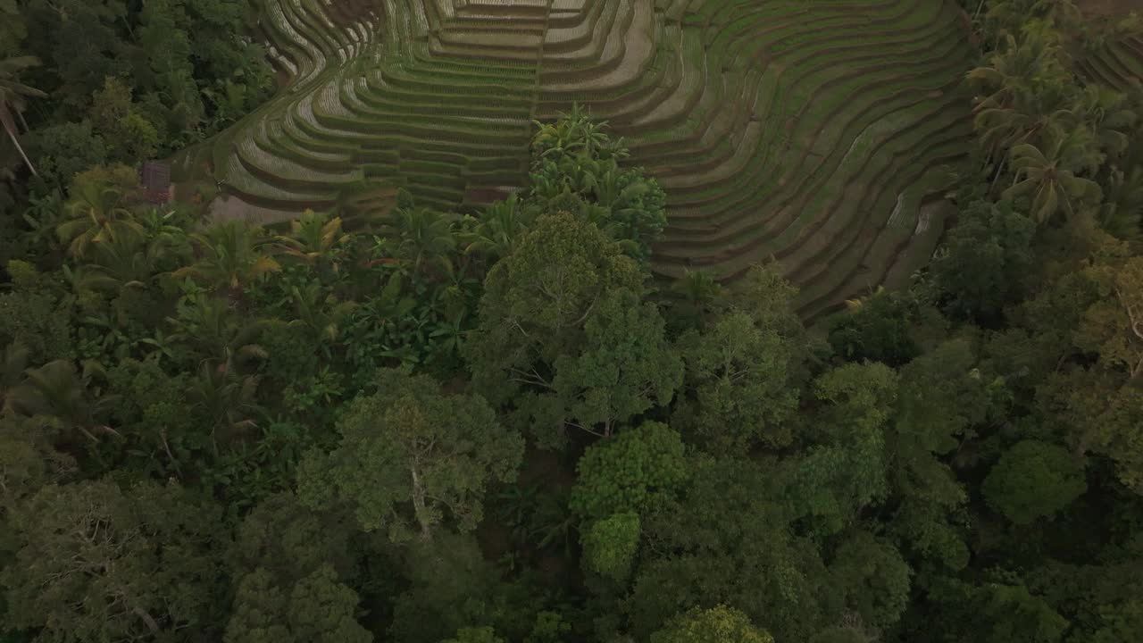 鸟瞰稻田、梯田、道路和棕榈树，印度尼西亚。视频素材