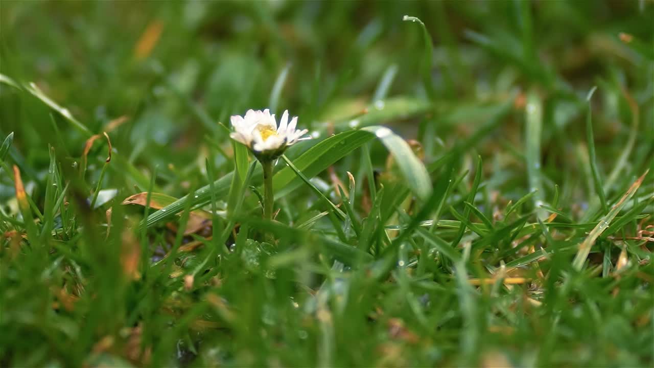 在开着白色雏菊的绿草地上下着雨，春雨的慢动作视频素材