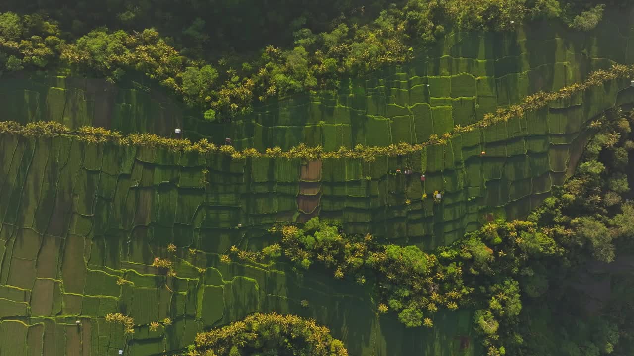 鸟瞰茂盛的水稻梯田和棕榈树，印度尼西亚。视频素材