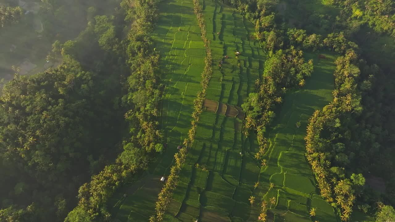 鸟瞰梯田，森林，棕榈树，雾，印度尼西亚。视频素材