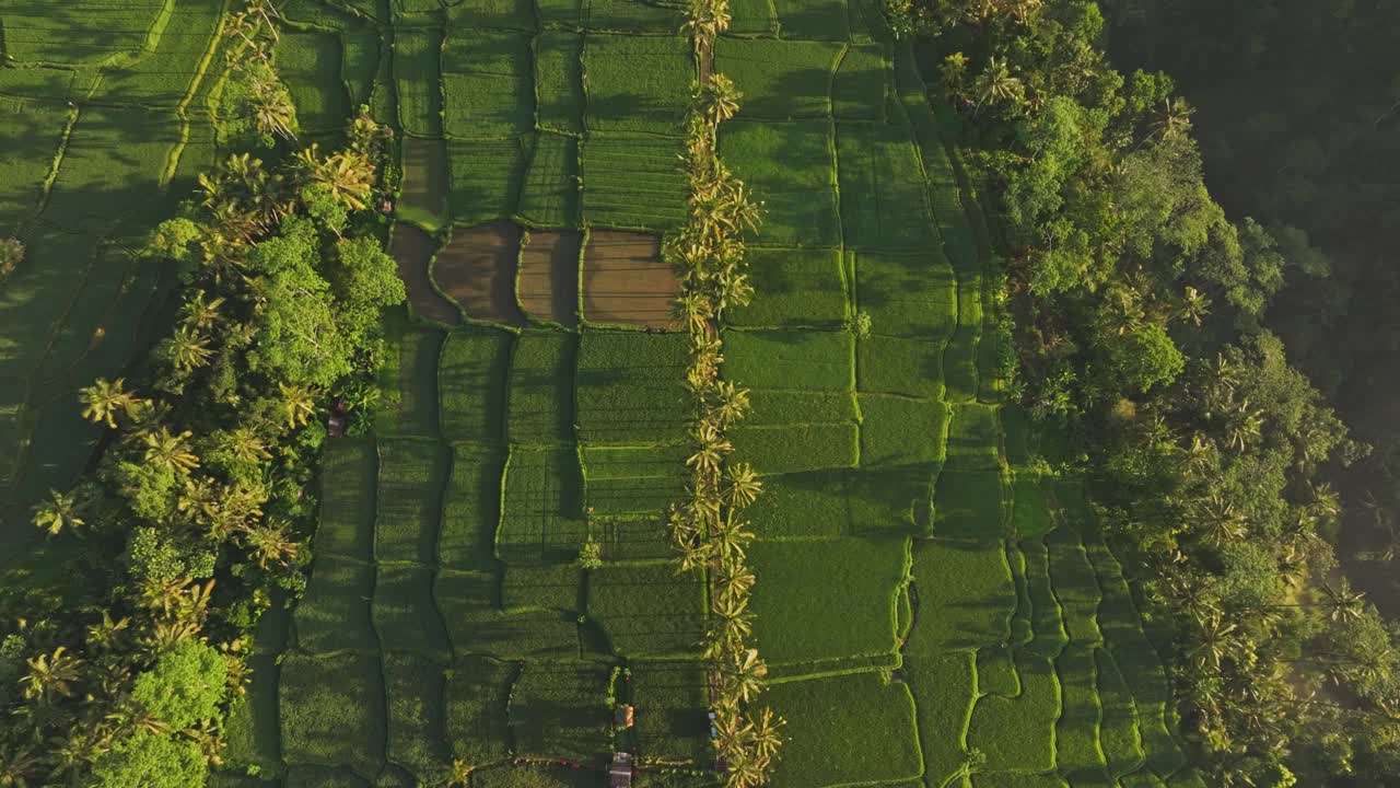 鸟瞰图:巴厘岛，日出雾中郁郁葱葱的稻田和棕榈树。视频素材