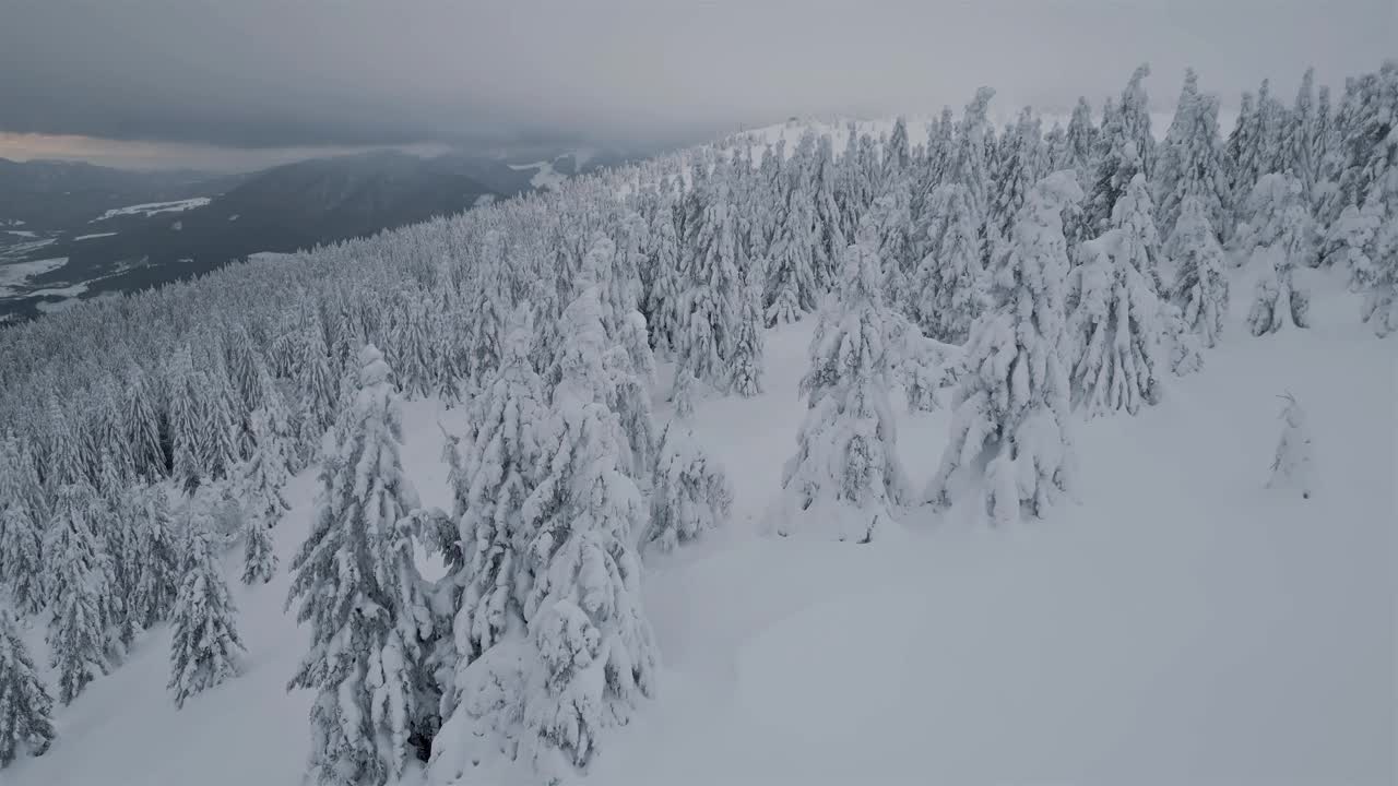 宁静的飞行在雪树之间，冬季森林景观鸟瞰图视频素材