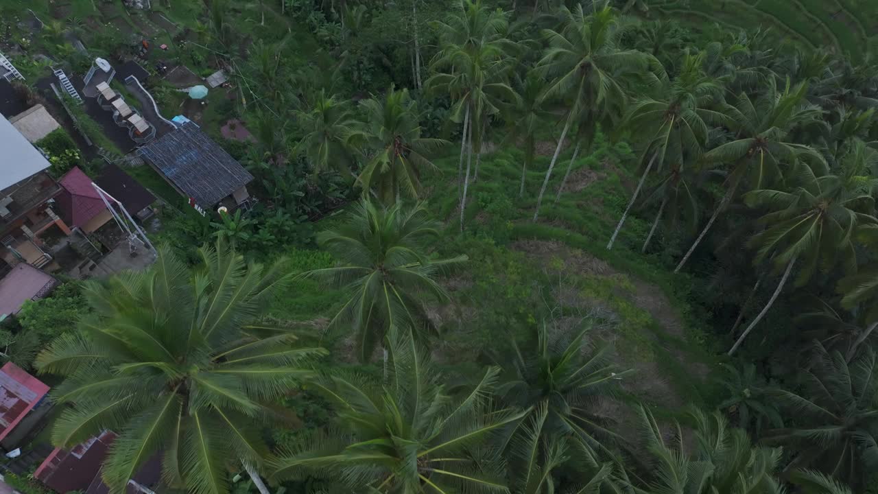 鸟瞰日落时繁茂的稻田和棕榈树，巴厘岛。视频素材