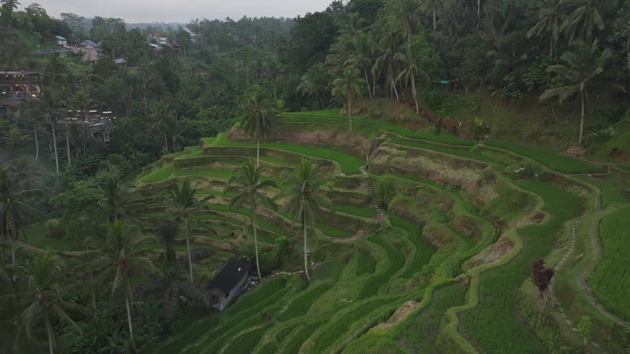 鸟瞰日落时繁茂的稻田和棕榈树，巴厘岛。视频素材