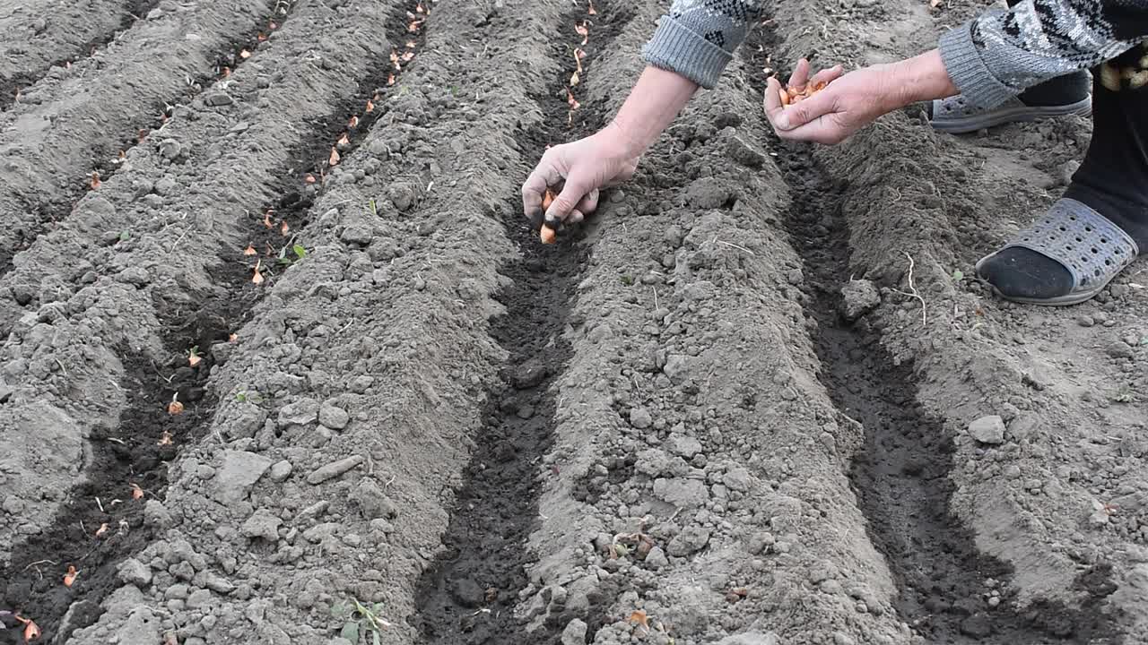 在地里的土壤里种洋葱视频下载