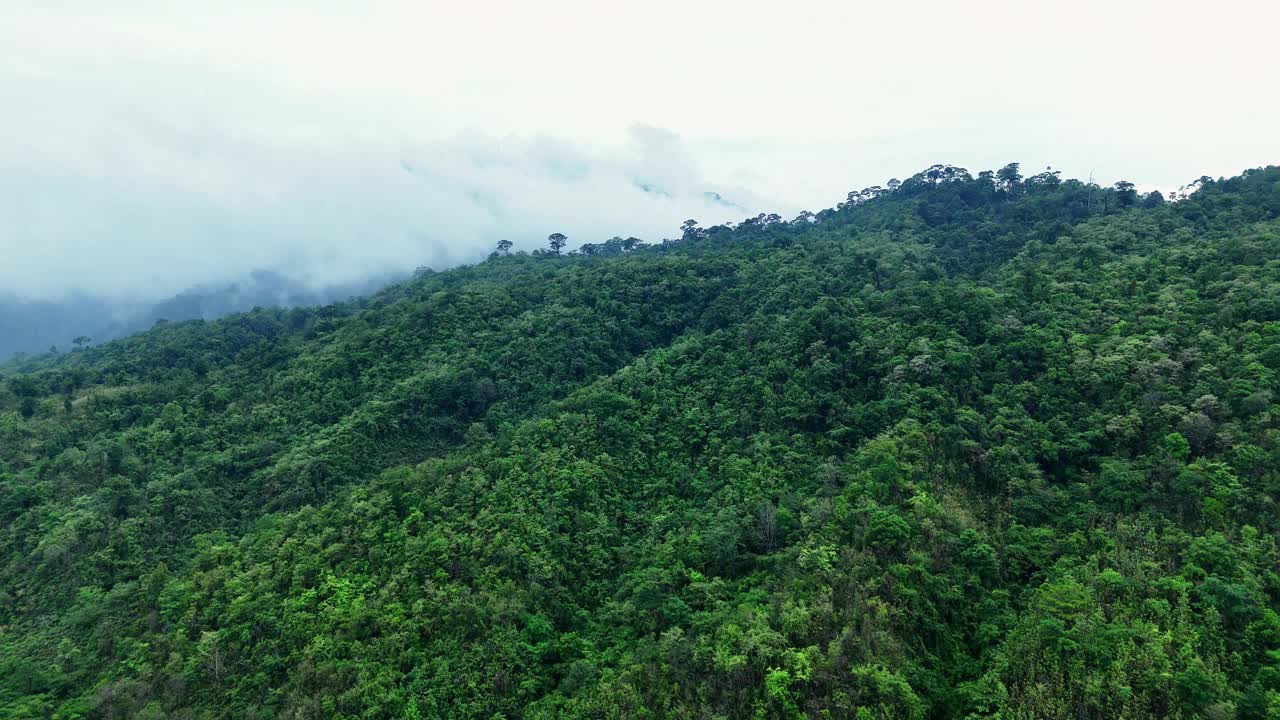 泰国热带雨林鸟瞰图。视频下载