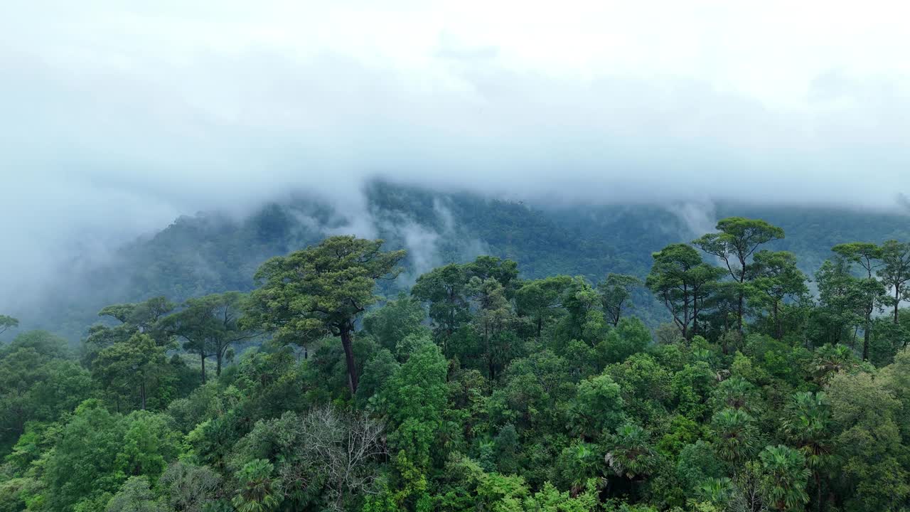 泰国热带雨林鸟瞰图。视频素材