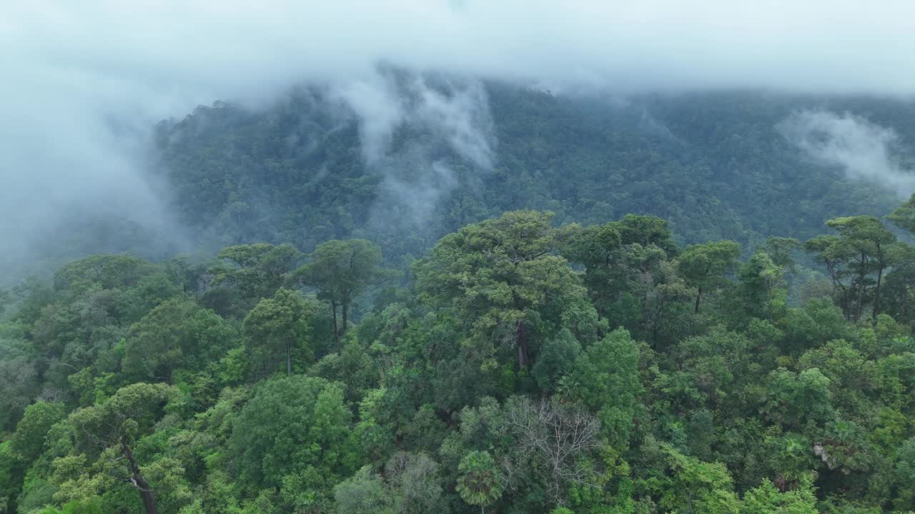 泰国热带雨林鸟瞰图。视频素材