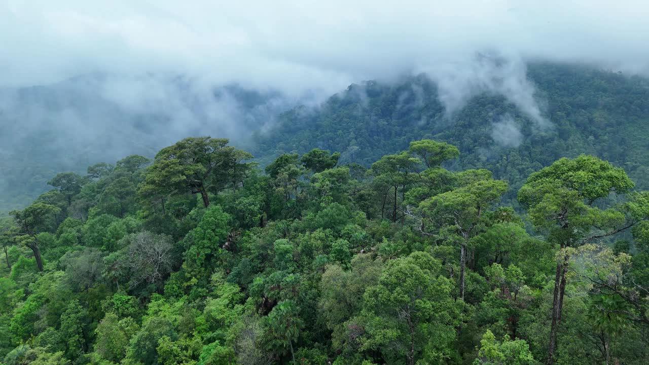 泰国热带雨林鸟瞰图。视频素材