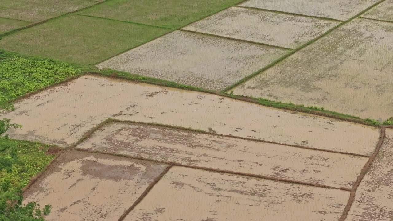 鸟瞰郁郁葱葱的稻田和棕榈树种植园，印度尼西亚。视频素材