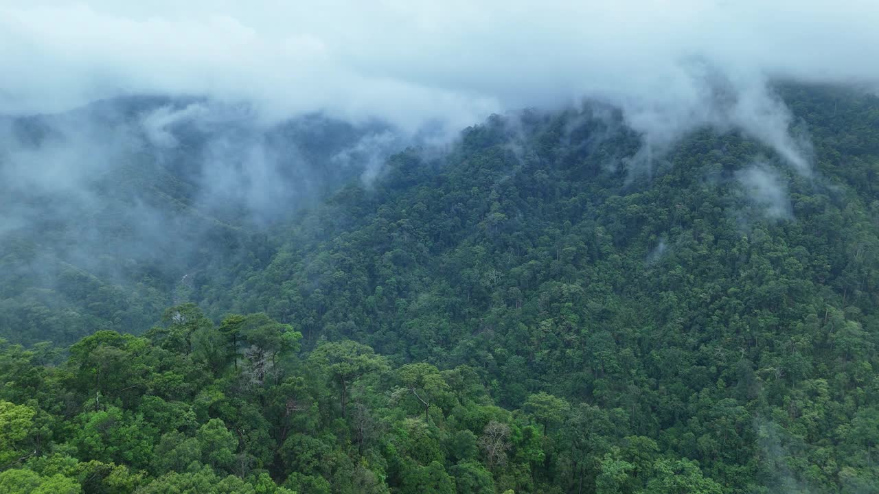 泰国热带雨林鸟瞰图。视频素材