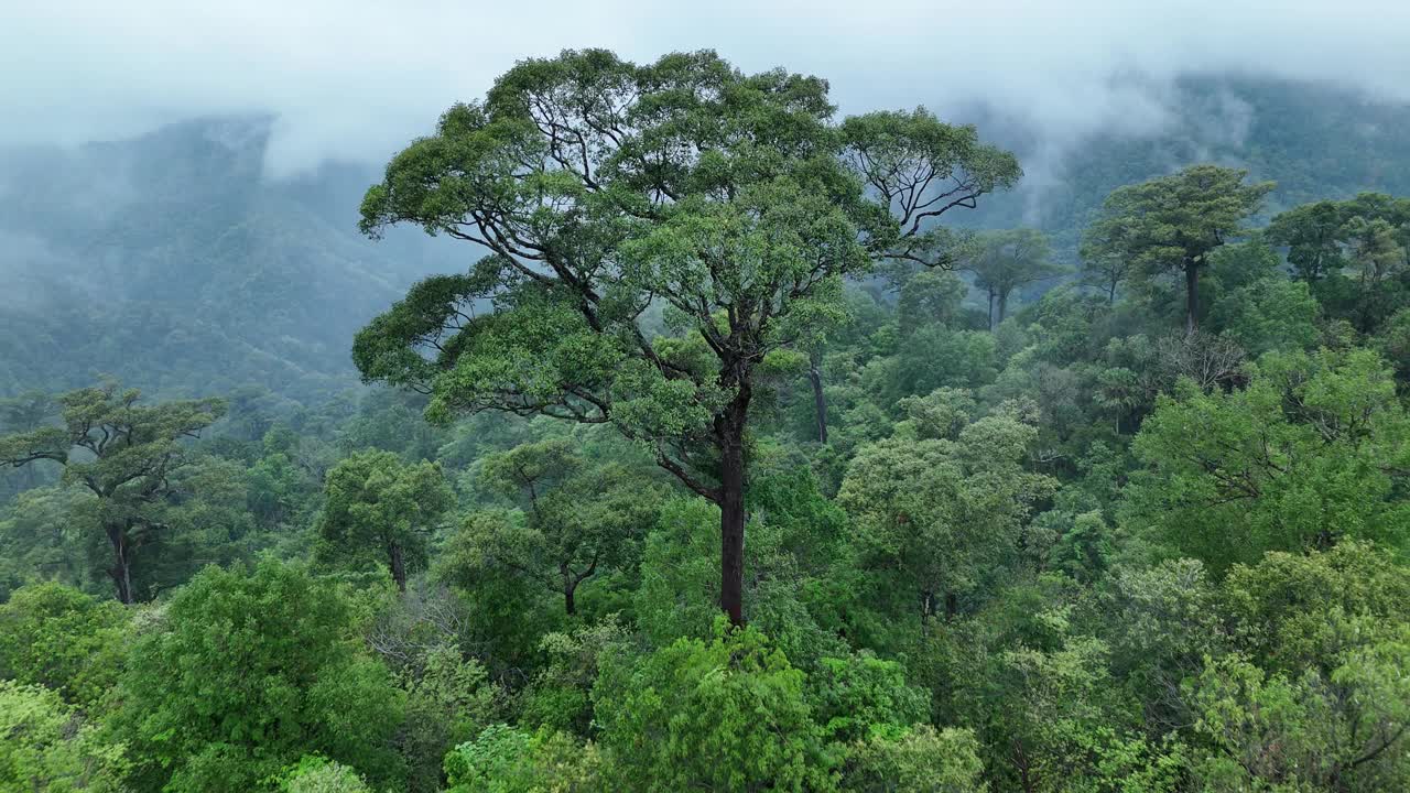 泰国热带雨林鸟瞰图。视频素材