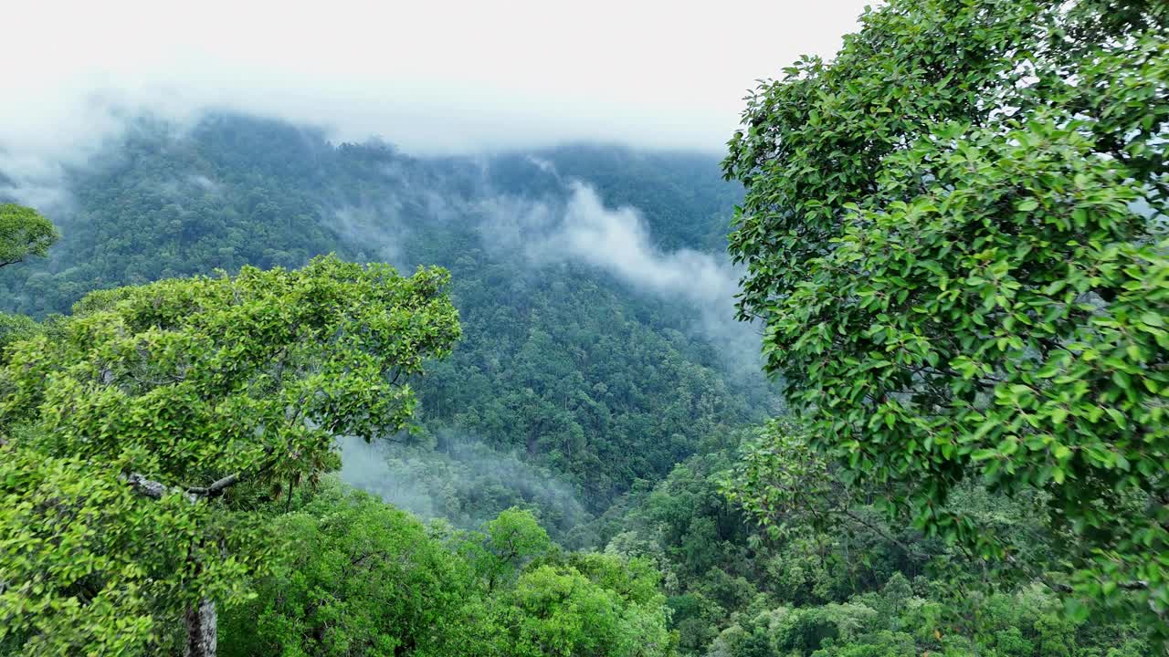 泰国热带雨林鸟瞰图。视频素材