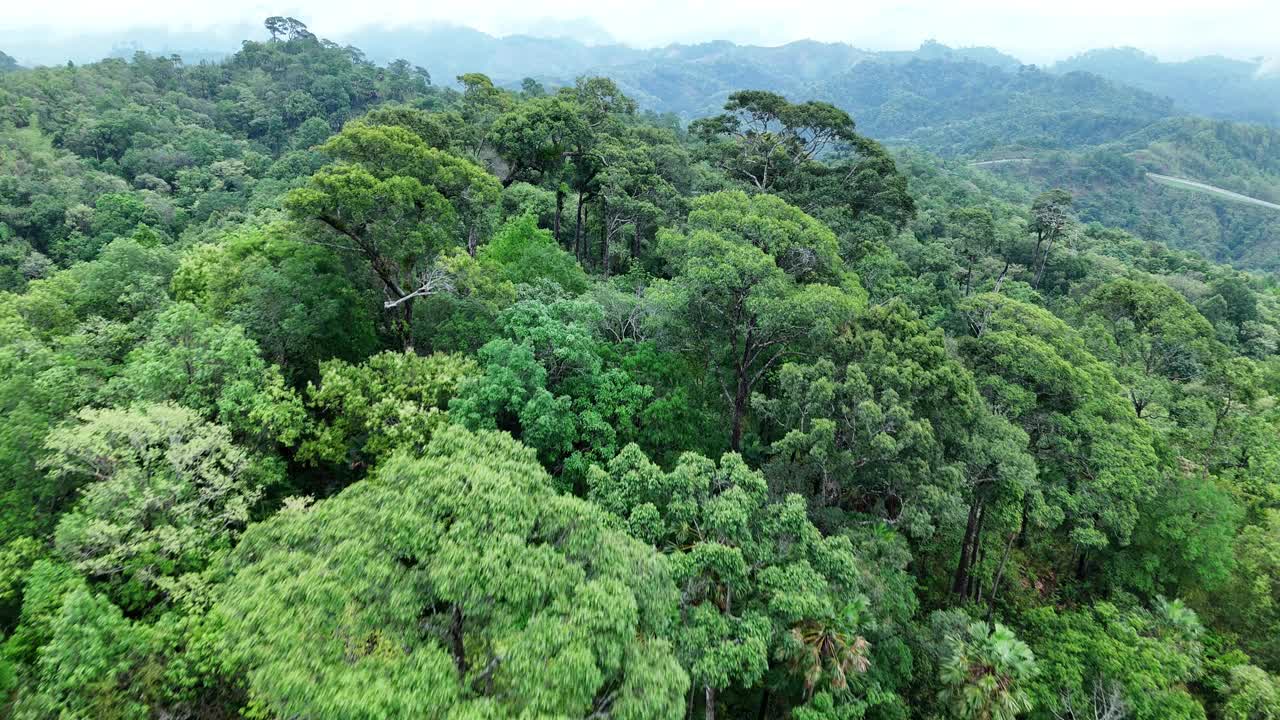 泰国热带雨林鸟瞰图。视频下载