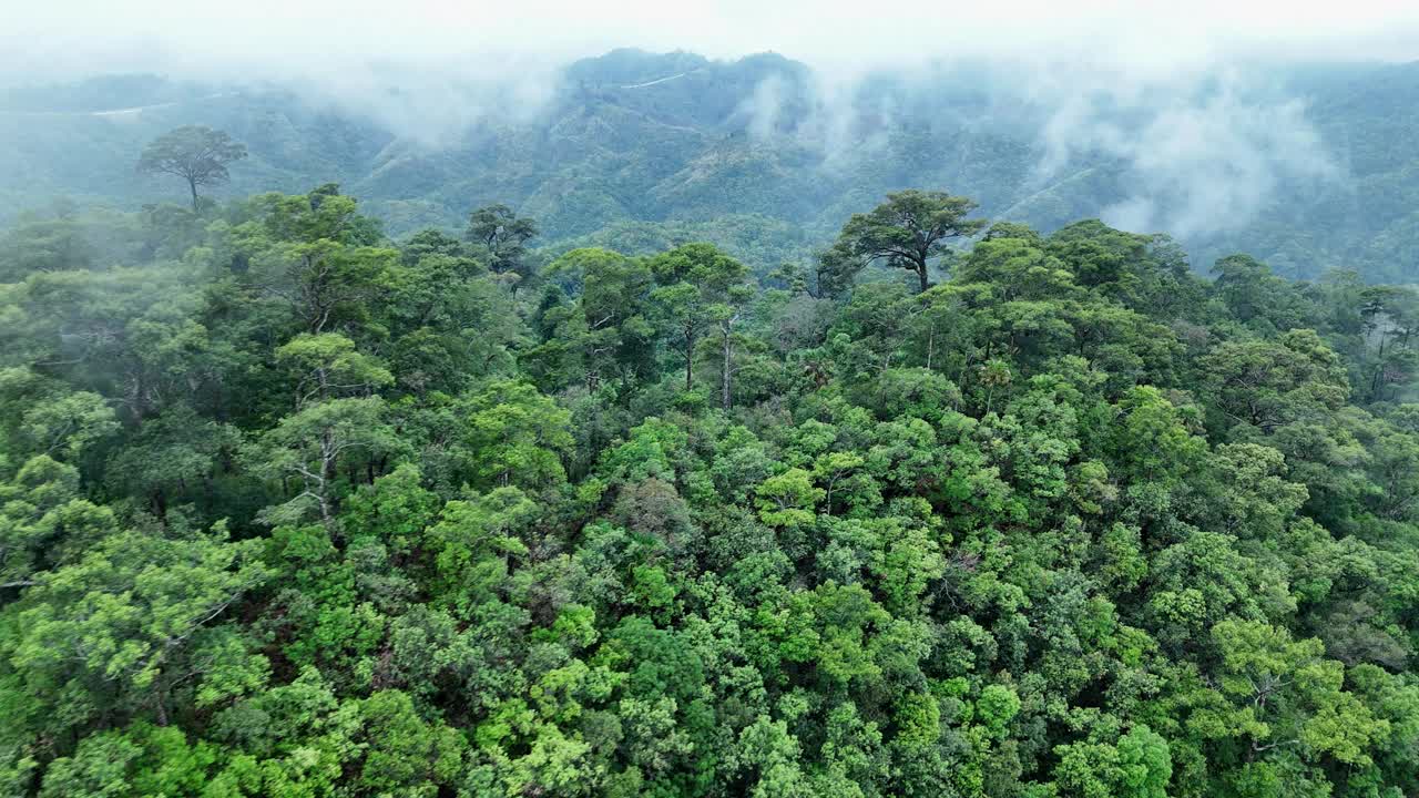 泰国热带雨林鸟瞰图。视频下载