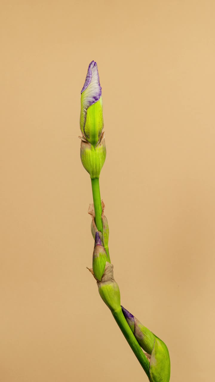 白色紫罗兰鸢尾花开放芽在时间推移在一个橙色的背景。温柔的紫色花朵盛开后会在时间流逝中枯萎视频素材