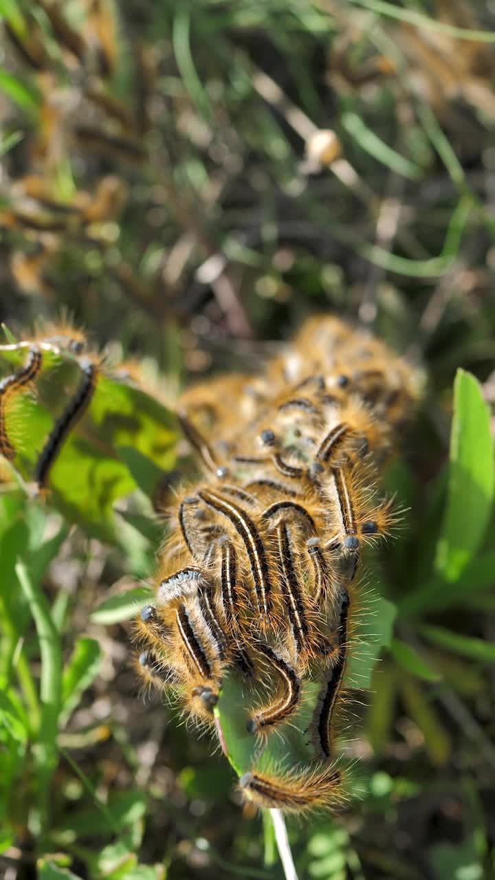 竖屏:许多Lymantria Dispar毛虫聚集在植物的一片叶子上，通过近距离爬行以绿色叶子为食。有鲜艳条纹的毛茸茸的毛虫。昆虫。舞毒蛾视频素材