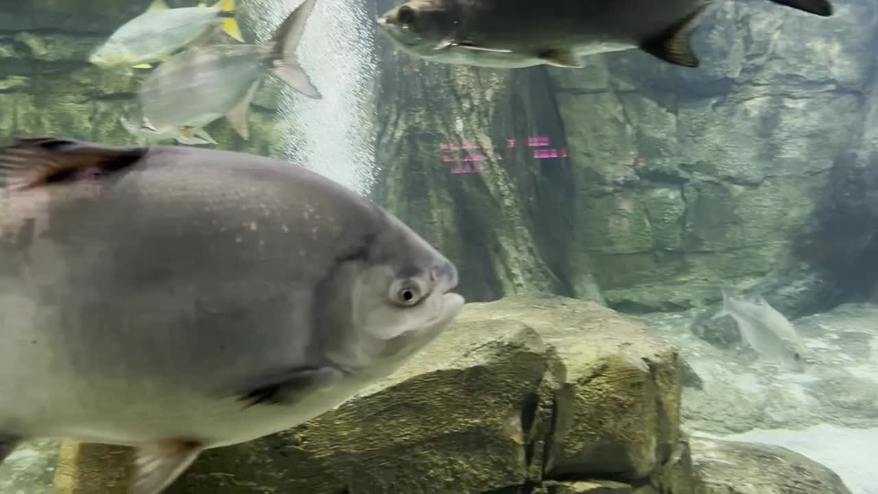 水族馆里的大鱼视频素材