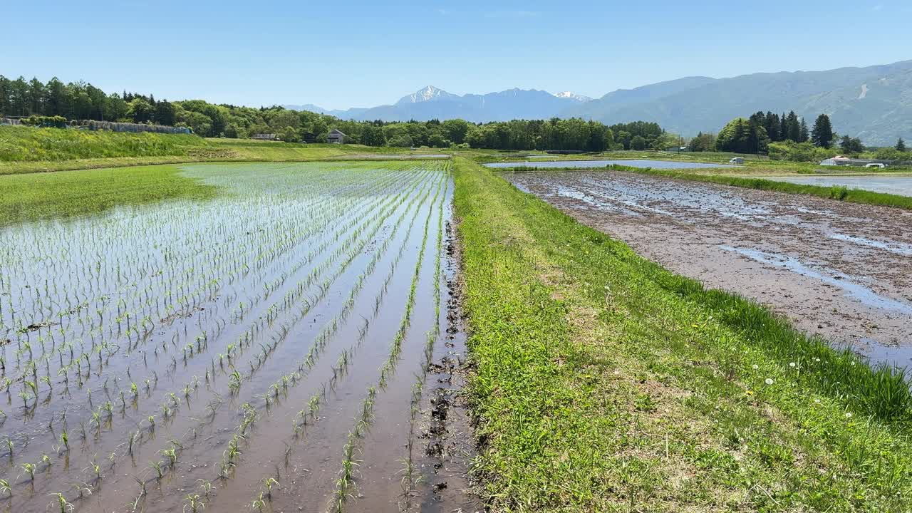 稻田和乡村风光。视频素材