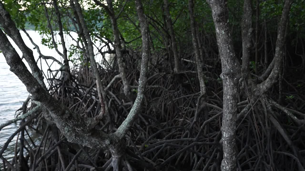 绿色风光的热带雨林红树林背景视频素材