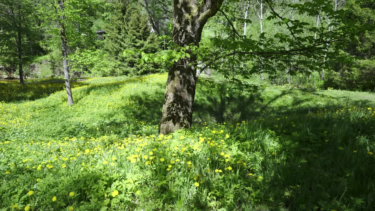 春天绿草地上的黄色蒲公英视频下载