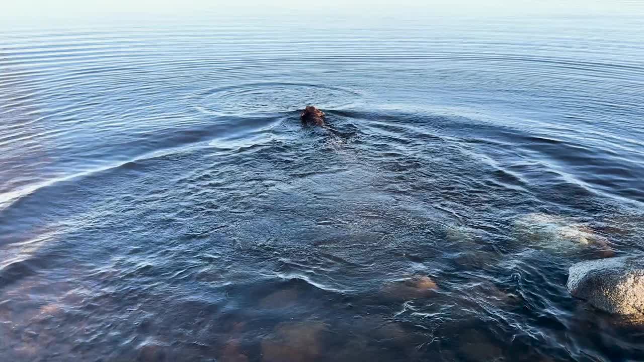 狗在湖里游泳。拉布拉多猎犬在清澈的水中游泳。视频素材