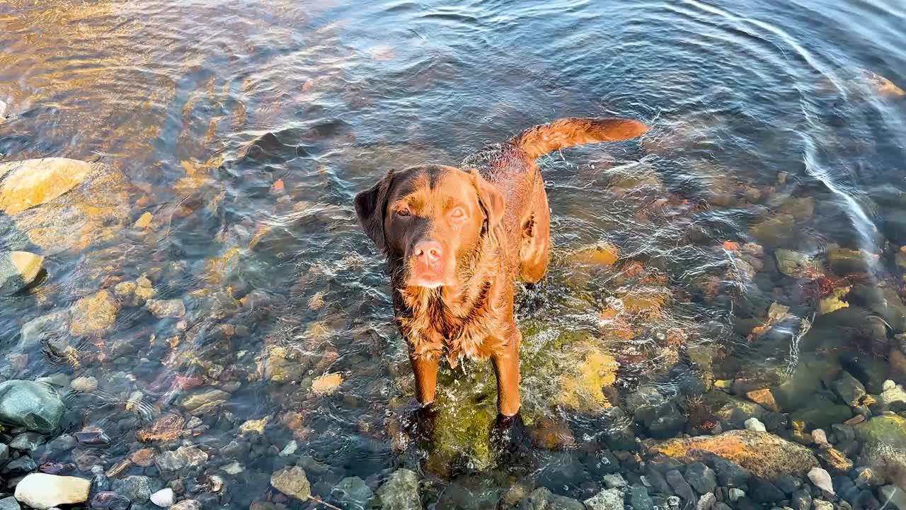 狗在湖里游泳。拉布拉多猎犬在清澈的水中游泳。视频下载