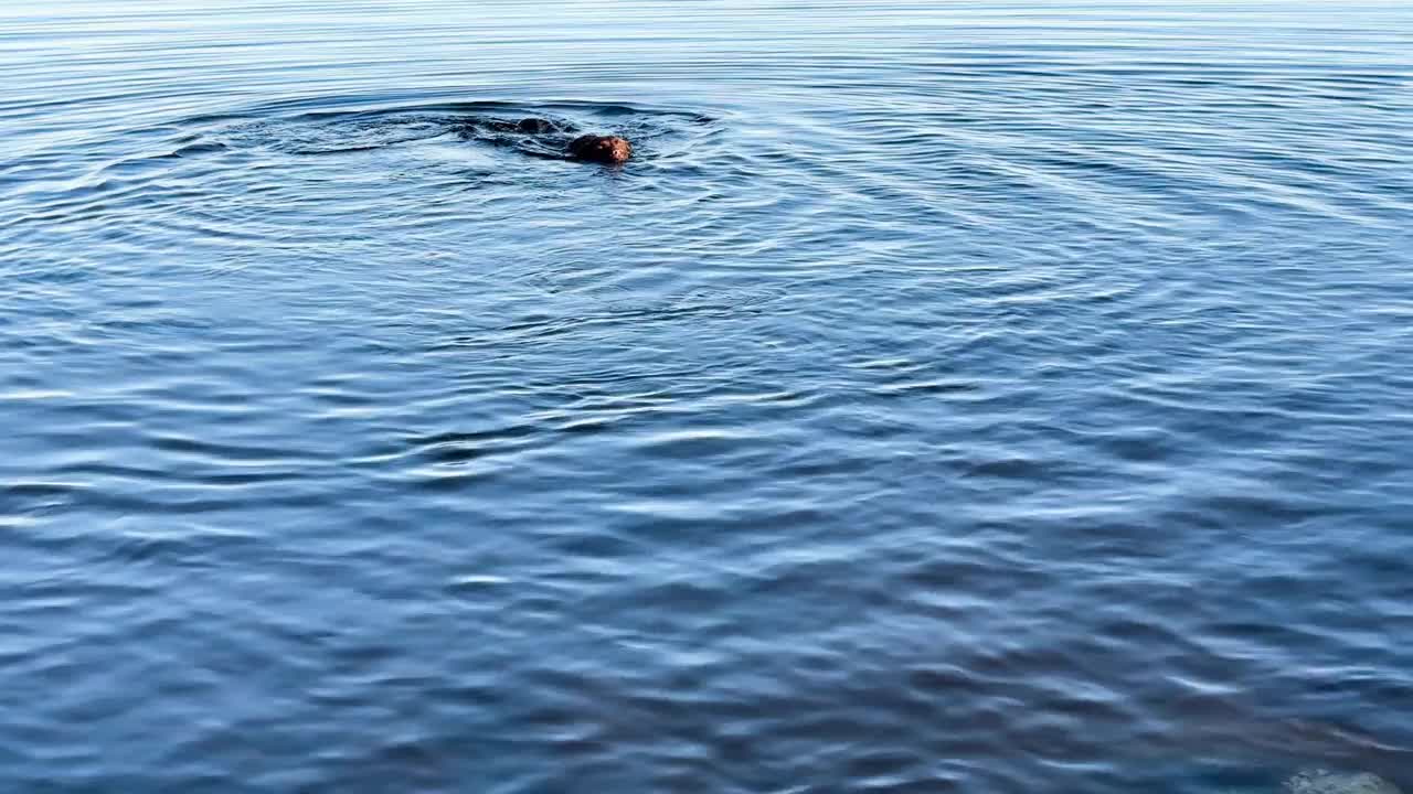 狗在湖里游泳。拉布拉多猎犬在清澈的水中游泳。视频下载