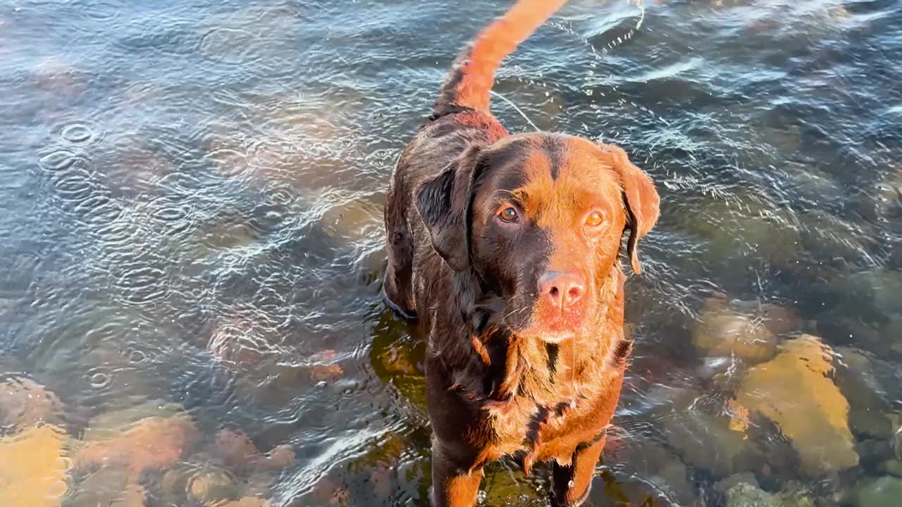 狗在湖里游泳。拉布拉多猎犬在清澈的水中游泳。视频下载