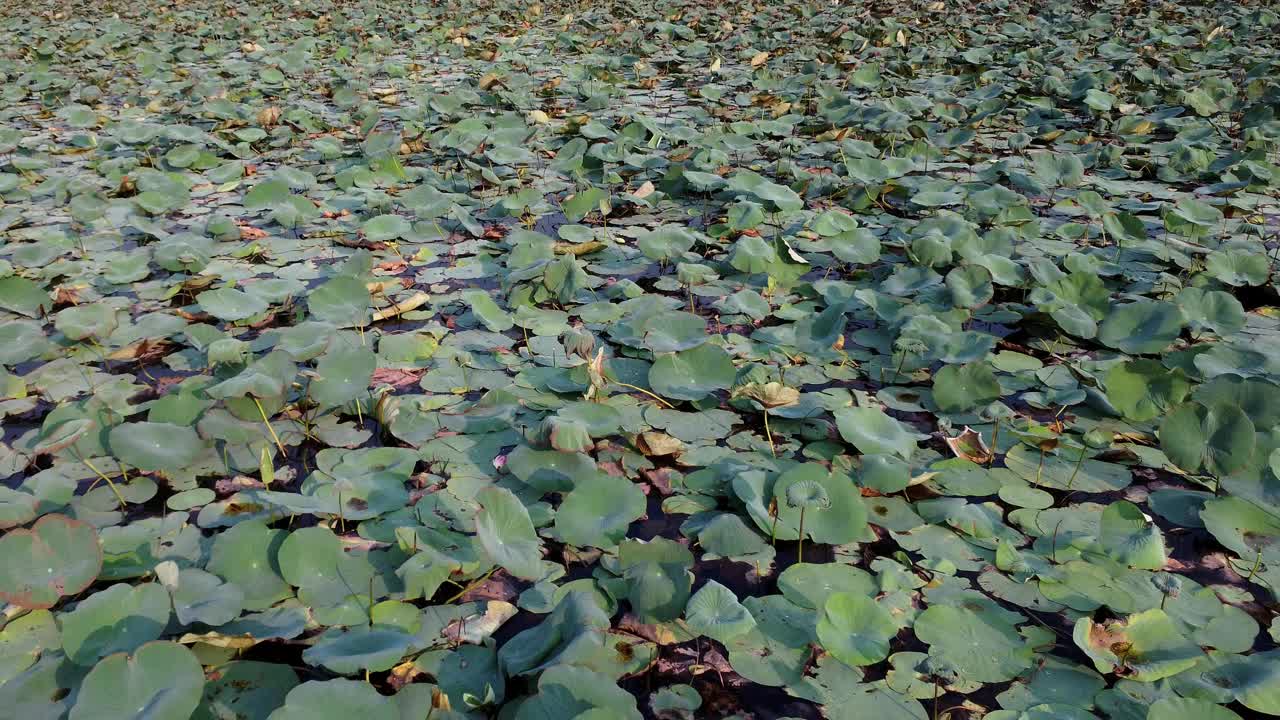 电影般的无人机鸟瞰图互换栖息地，池塘布满荷叶的无人机视图视频下载