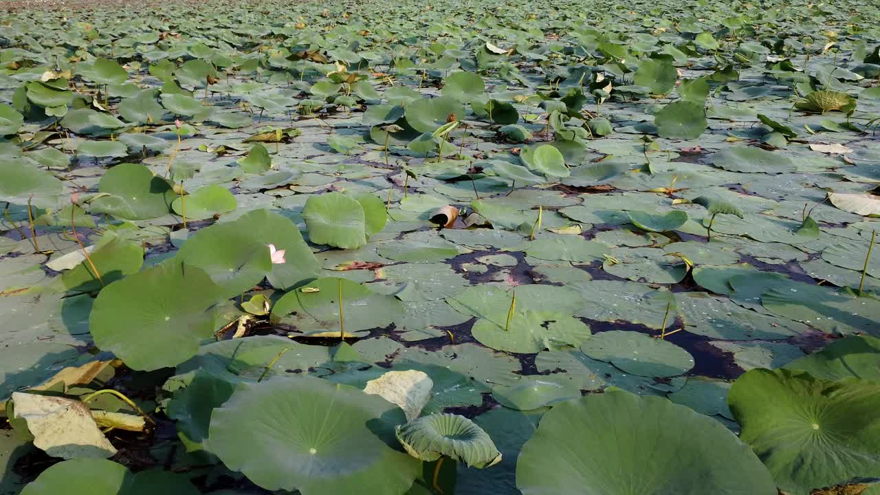 电影般的无人机鸟瞰图互换栖息地，池塘布满荷叶的无人机视图视频下载