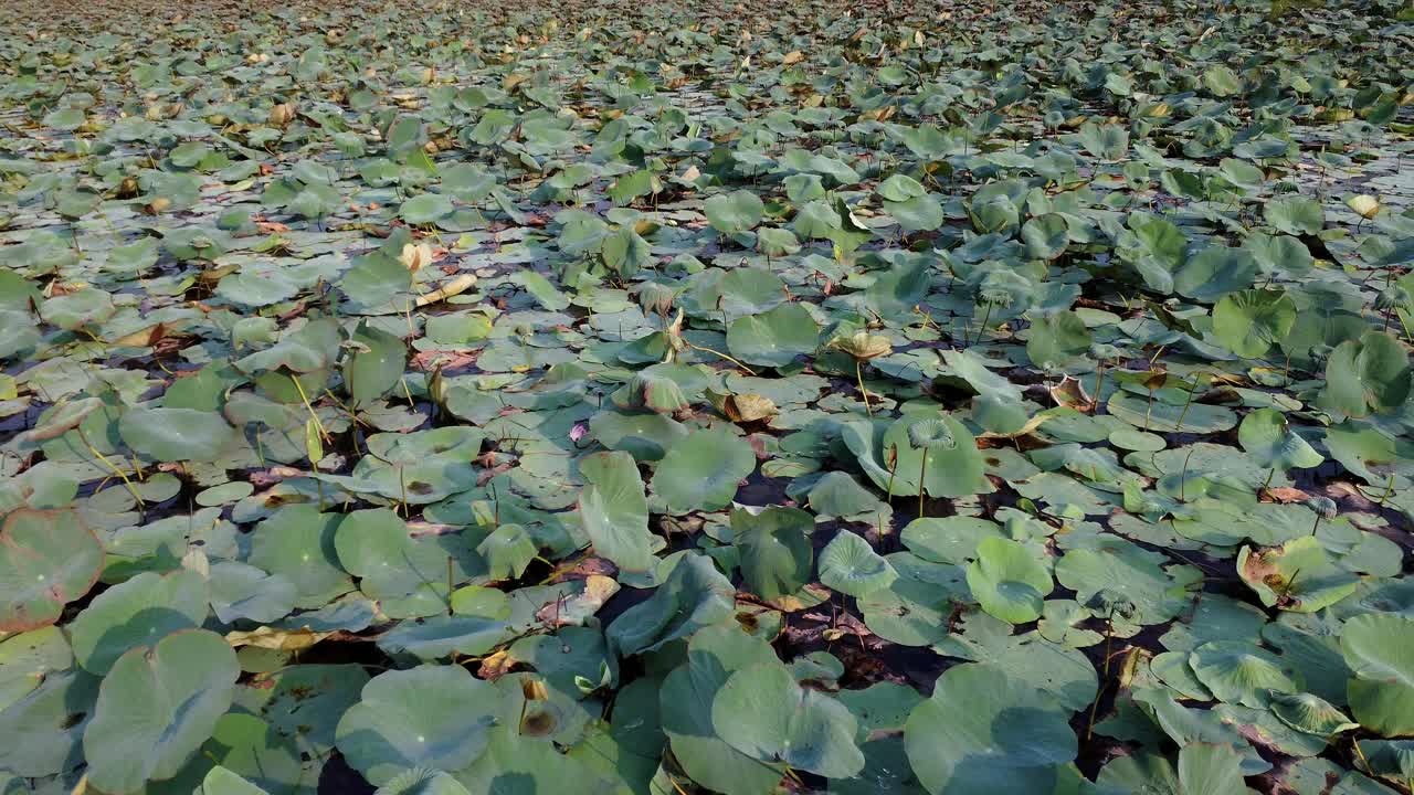 电影般的无人机鸟瞰图互换栖息地，池塘布满荷叶的无人机视图视频下载