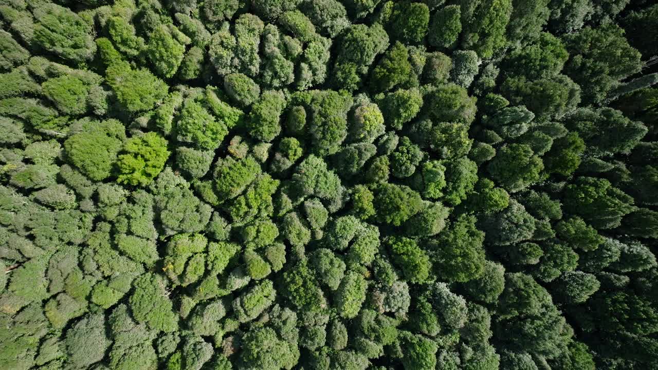 鸟瞰图，郁郁葱葱的绿色森林，树木茂密，植被茂密视频素材