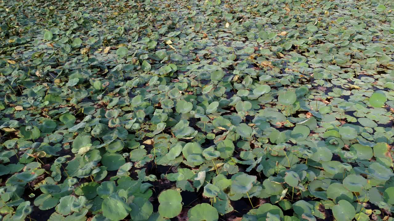 电影般的无人机鸟瞰图互换栖息地，池塘布满荷叶的无人机视图视频素材