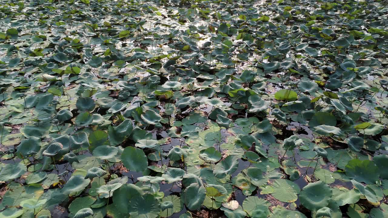 电影般的无人机鸟瞰图互换栖息地，池塘布满荷叶的无人机视图视频素材