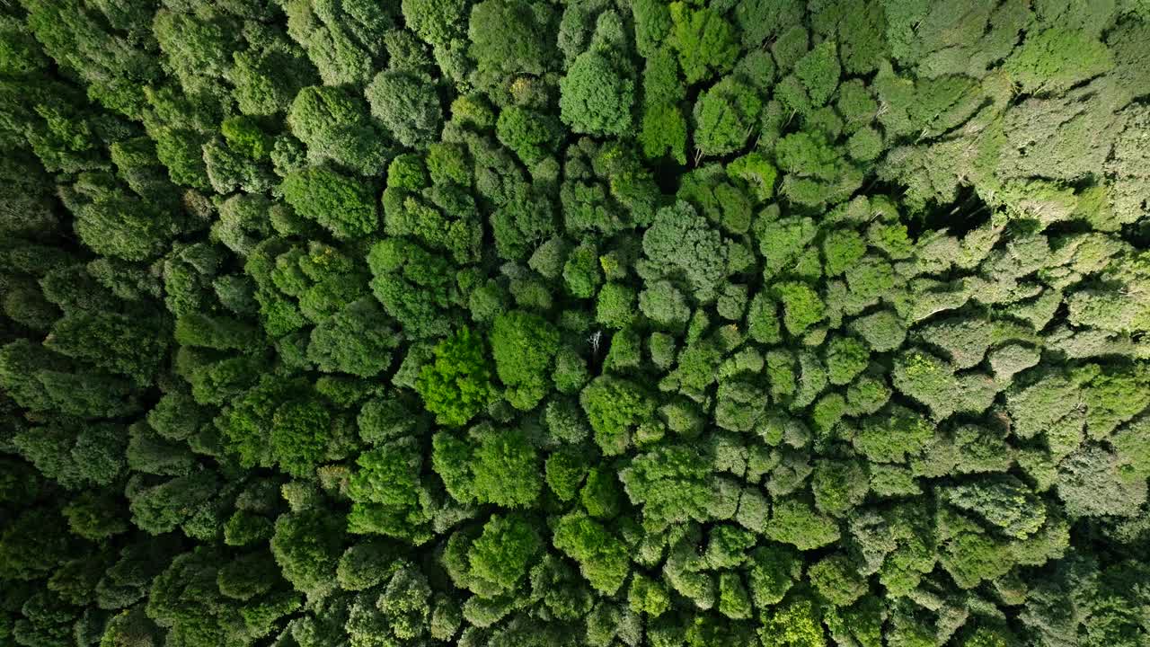 鸟瞰图，郁郁葱葱的绿色森林，树木茂密，植被茂密视频素材