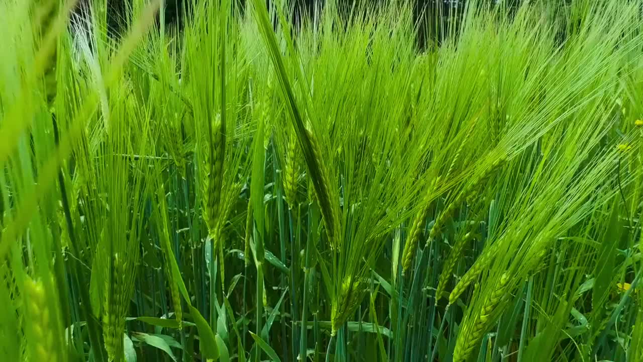 麦田特写。视频素材