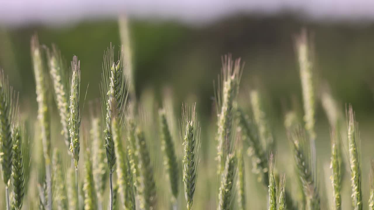 在晴朗的天气里种着绿色小麦的田地视频素材