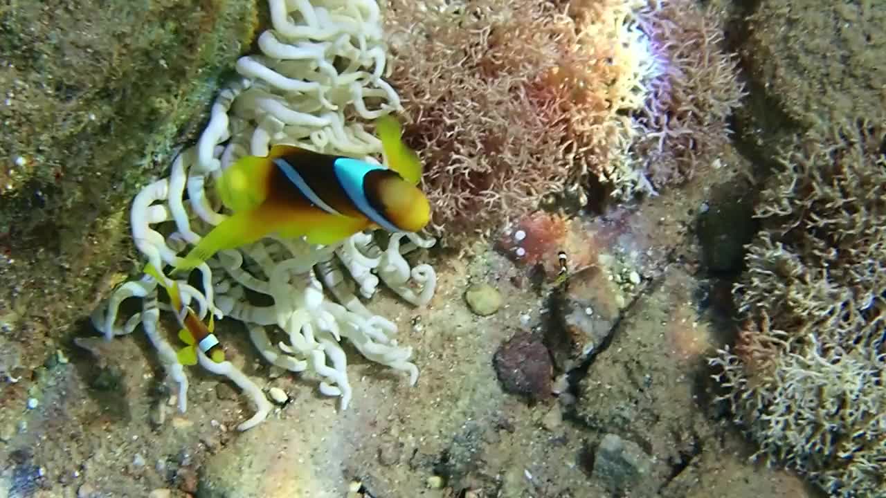 小丑鱼(Amphiprion bicinctus)与海葵共生，栖息在珊瑚礁中视频素材