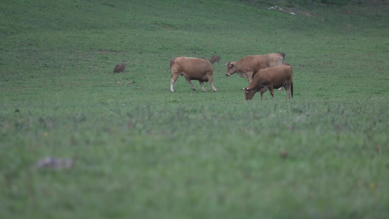 野猪宝宝在奶牛旁边吃草视频下载